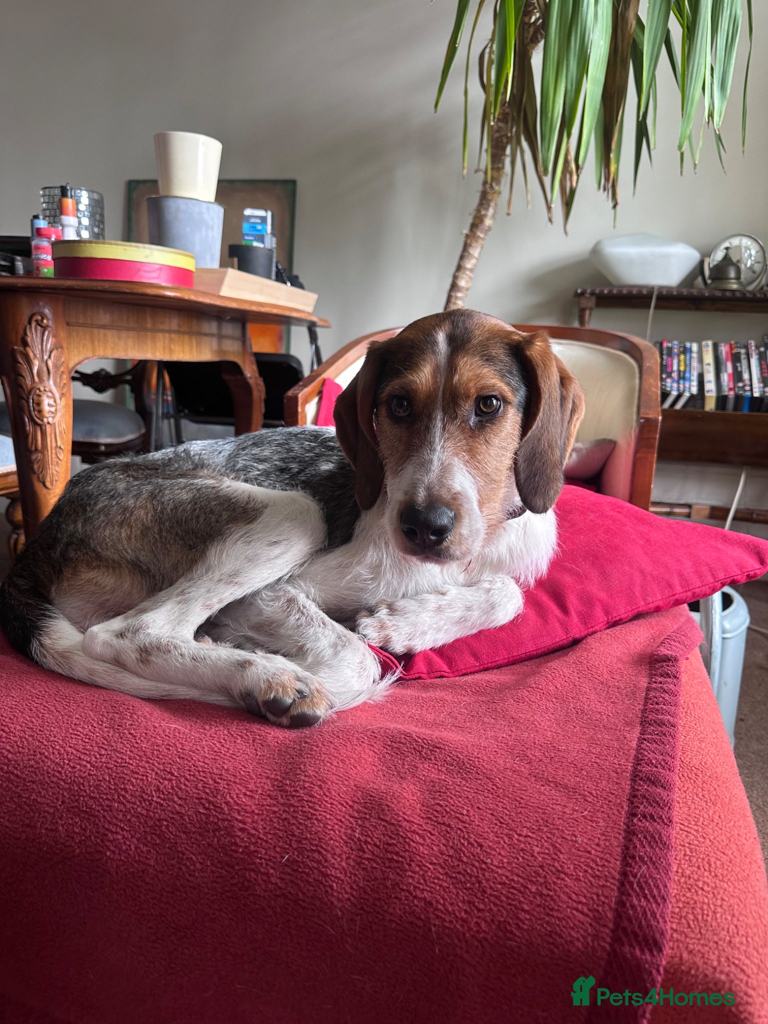 Mixed Breed dogs Betsy from Montenegro  - Advert 1