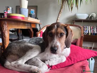 Mixed Breed dogs Betsy from Montenegro - Advert 1