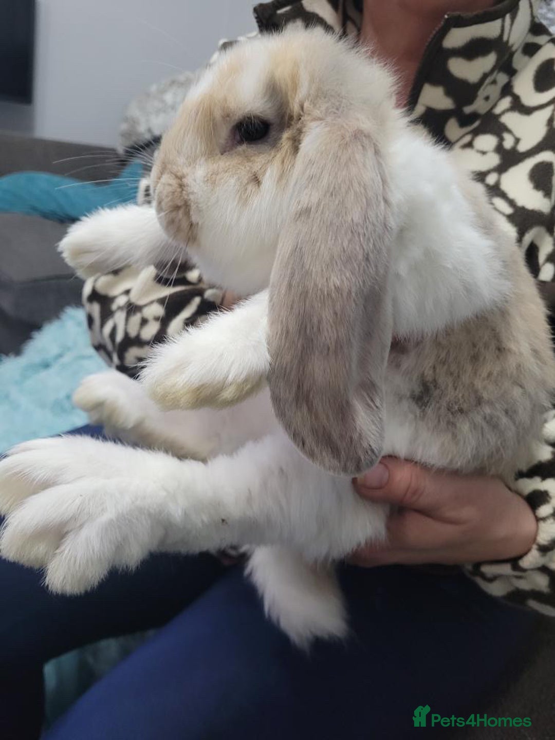 French Lop rabbits for sale: French lop Rabbit   - Image 2