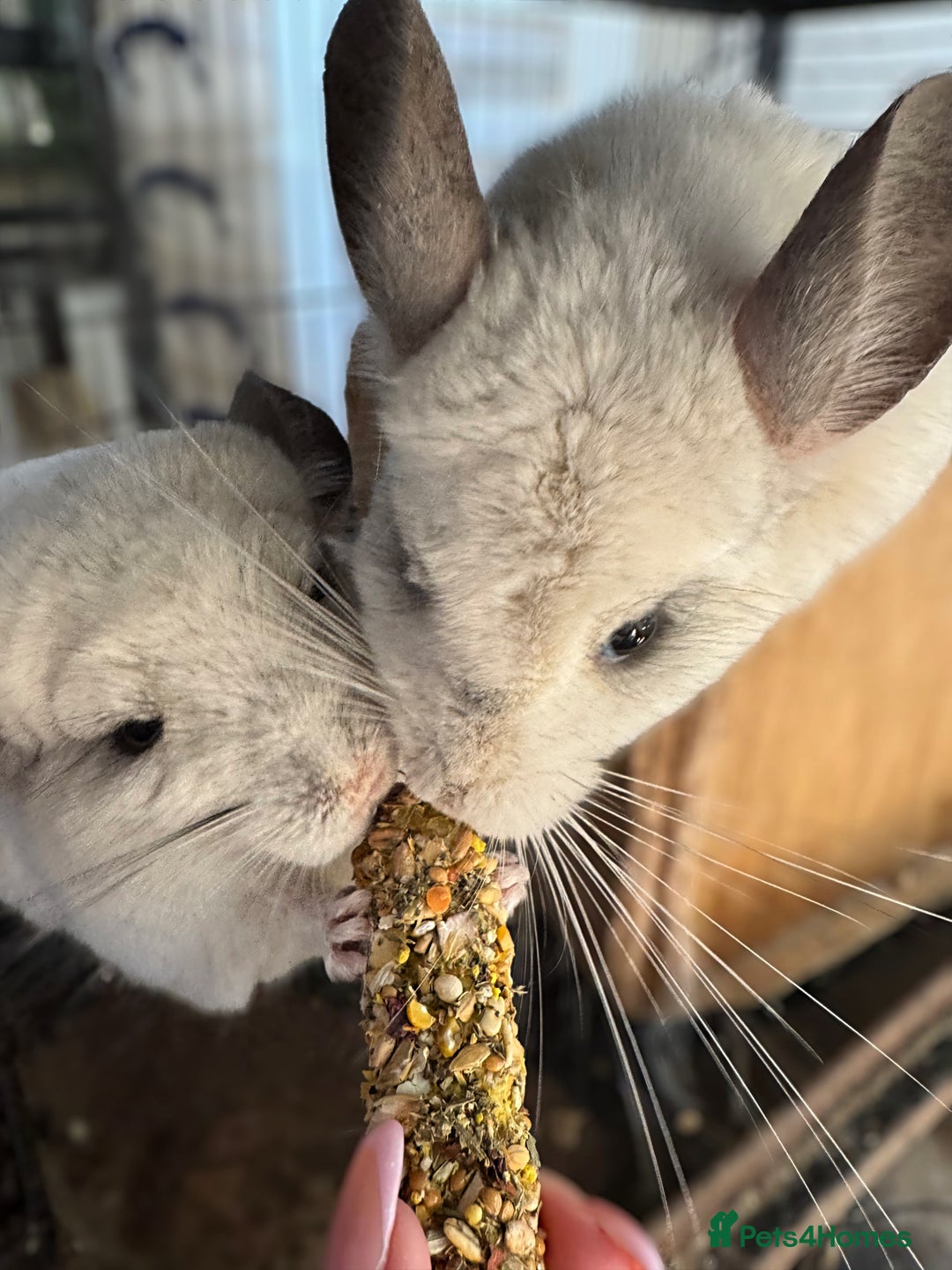 Chinchilla rodents for sale: Female Pair of Chinchillas - Advert 3