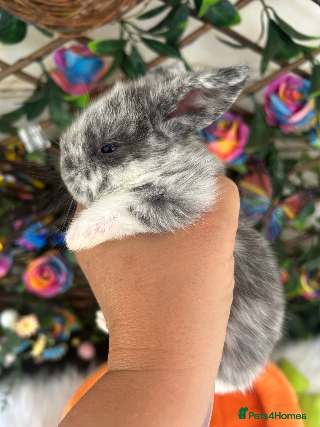 Mini Lop rabbits for sale: Pure Breed Mini lops  - Image 15