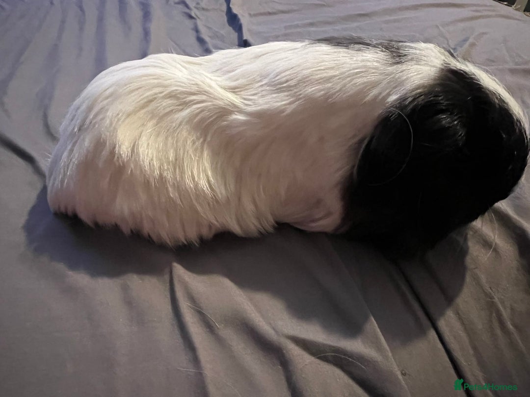 Guinea Pig rodents for sale: Female guinea pigs  - Advert 13