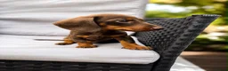 Miniature Dachshund dogs for sale: Exceptional Miniature Dachshund Puppies  in Romford - Advert 13