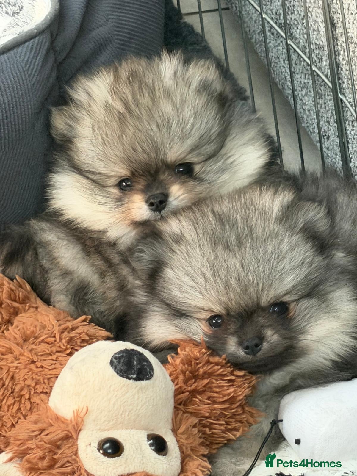 Pomeranian dogs Tiny pedigree Teddy bear Poms.  - Advert 17