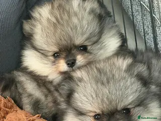 Pomeranian dogs Tiny pedigree Teddy bear Poms. - Advert 17