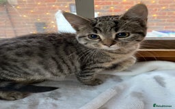 Bengal cats for sale: Bangalore x house cat - Advert 6