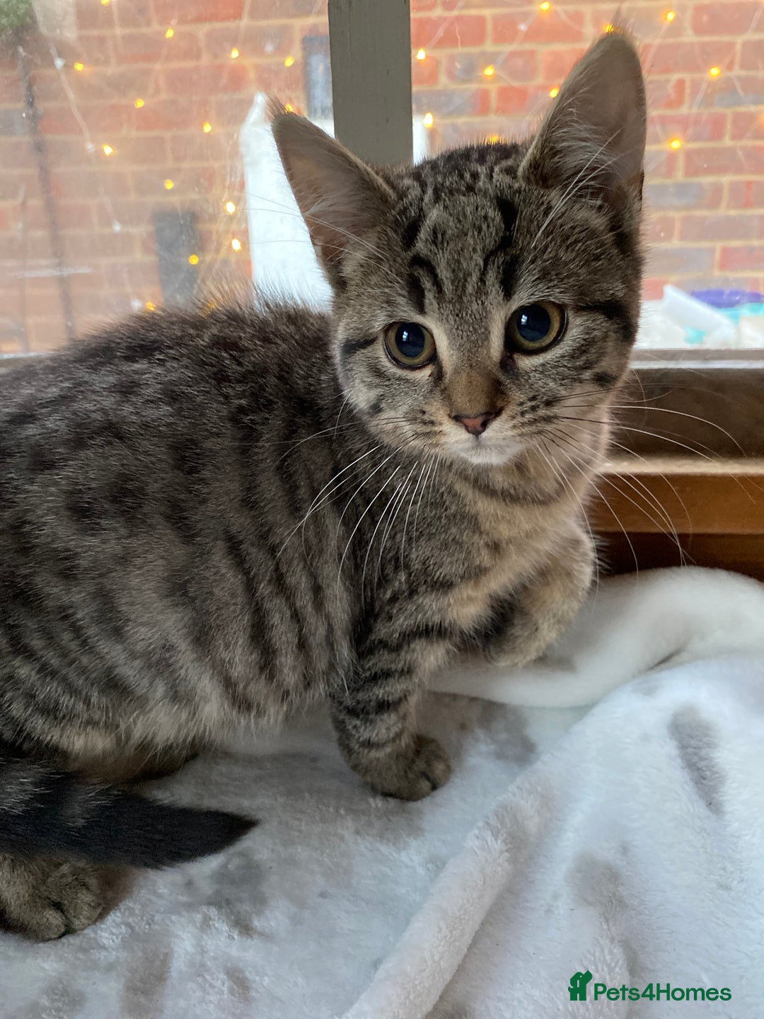 Bengal cats for sale: Bangalore x house cat - Advert 6