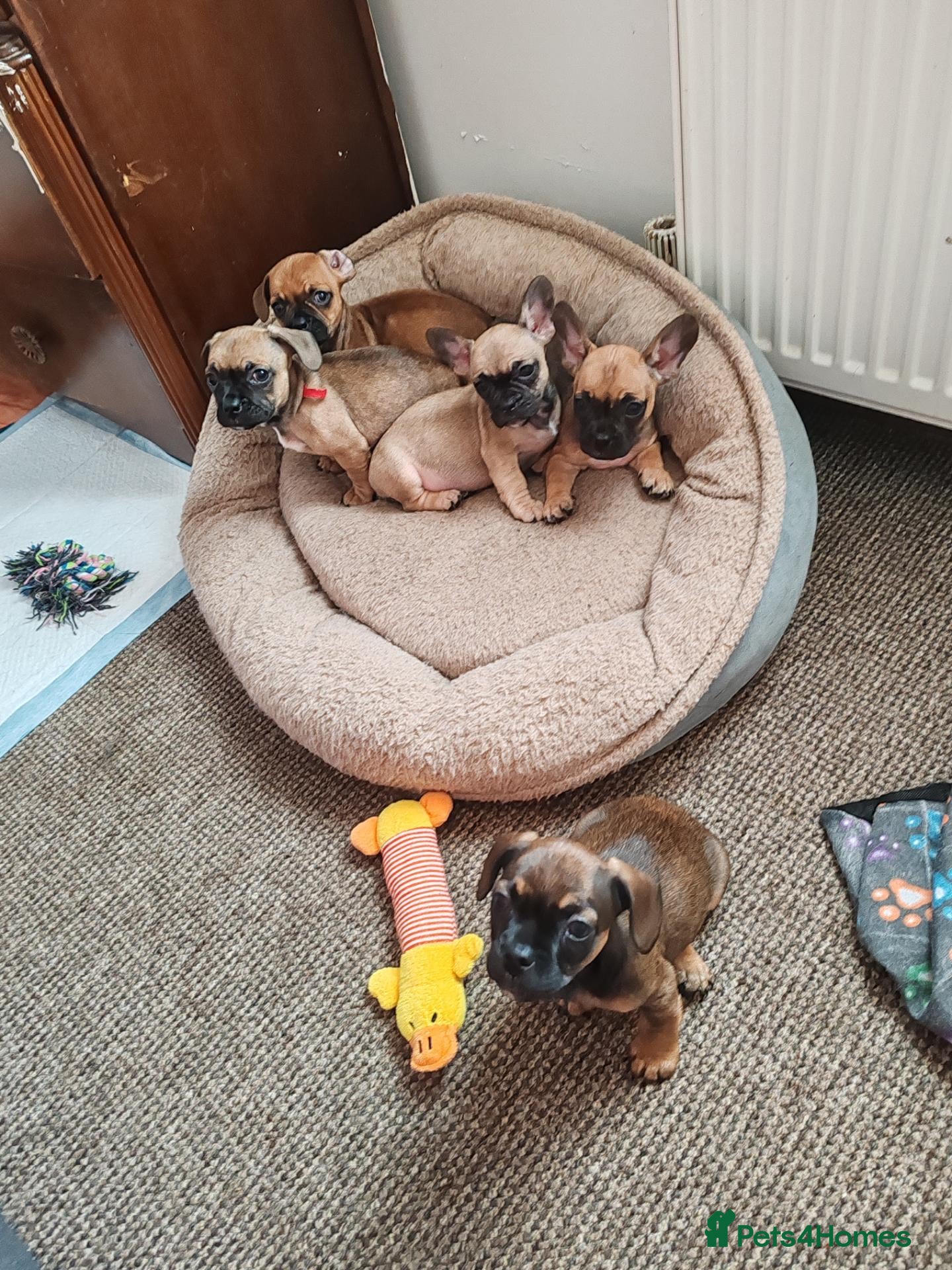 Mixed Breed dogs for sale: Puppy's for sale  - Advert 14