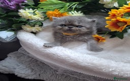 Persian cats for sale: Persian Kittens looking for their forever homes - Image 17