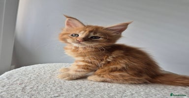 Maine Coon cats - Advert 12