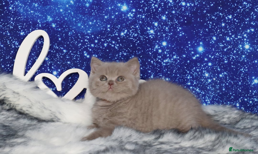 British Shorthair cats for sale: Tica registered British Shorthair kittens - Advert 16