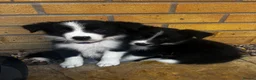 Border Collie dogs for sale: 2 Beautiful collies left ready to leave - Advert 14