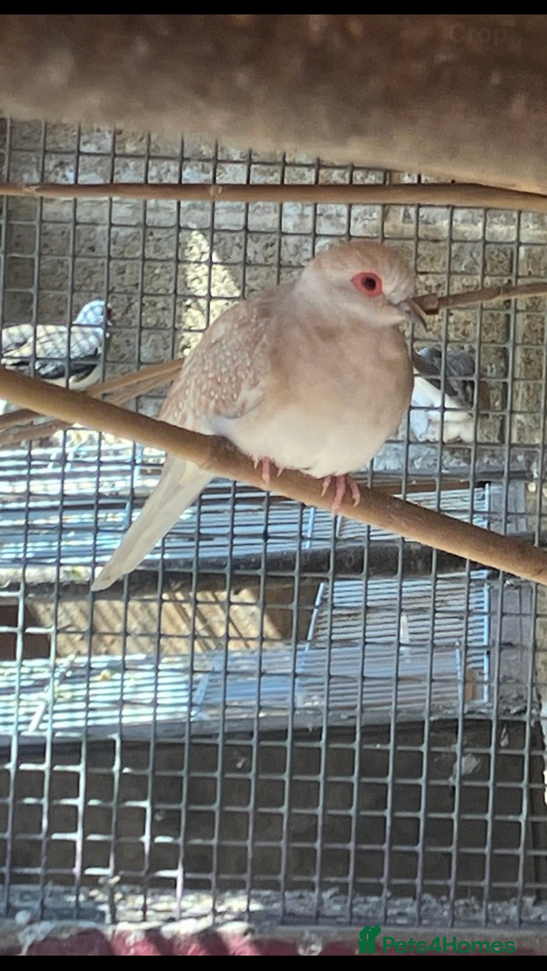 Doves birds for sale: Diamond doves for sale 2025 bred  - Image 3