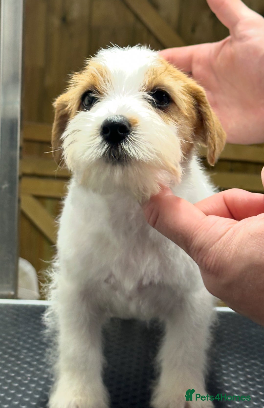 Jack Russell dogs for sale: Show quality Jack Russell Terrier - Advert 3