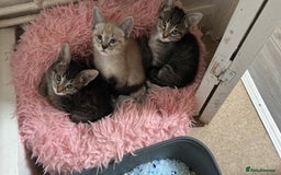 Ragamese cats for sale: Beautiful ragamese/bengal  - Image 17