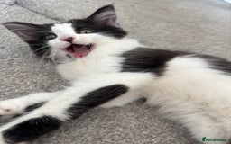 Norwegian Forest Cat cats for sale: Kitten with full set up - Image 2