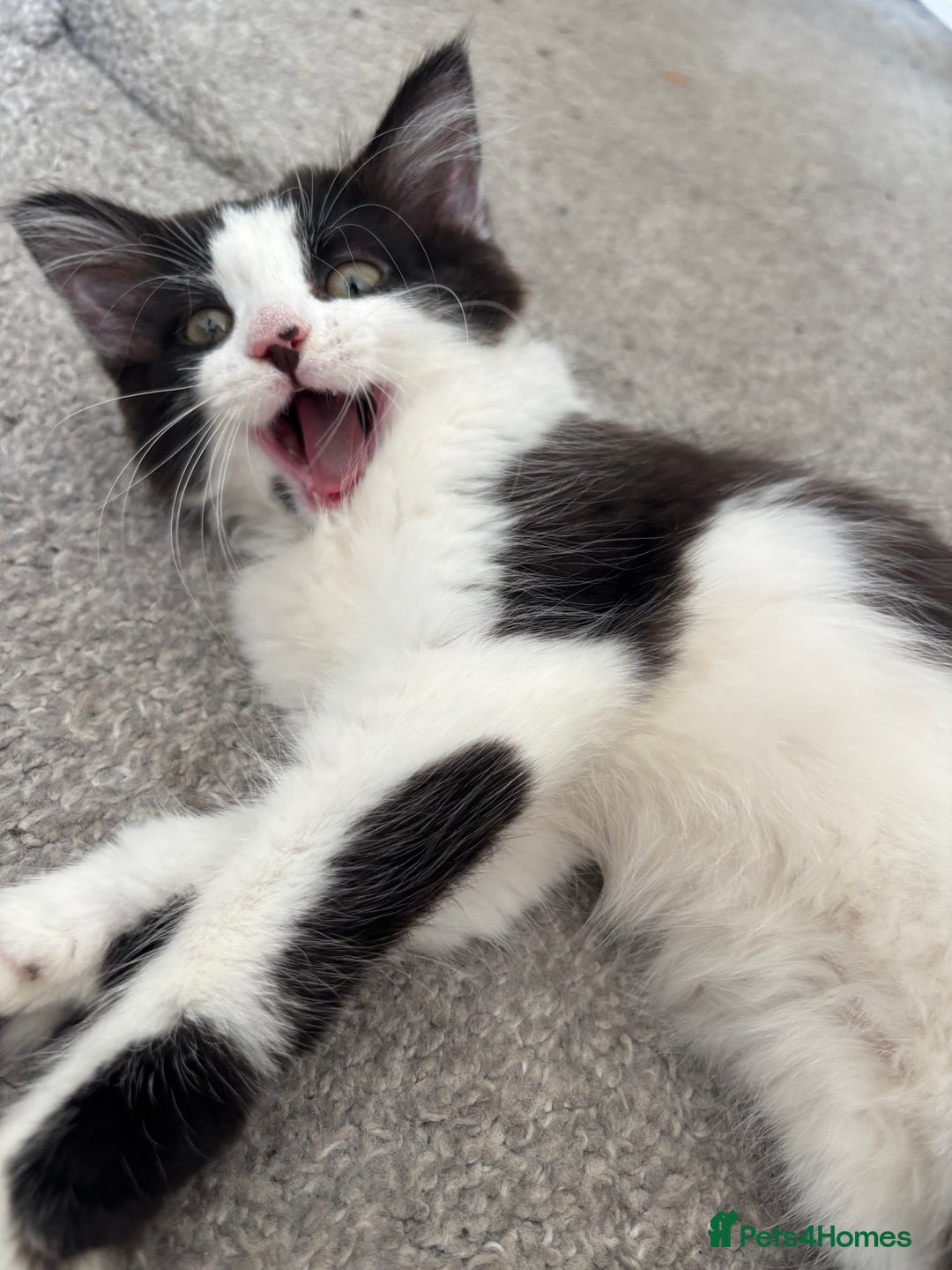 Norwegian Forest Cat cats for sale: Kitten with full set up - Image 2