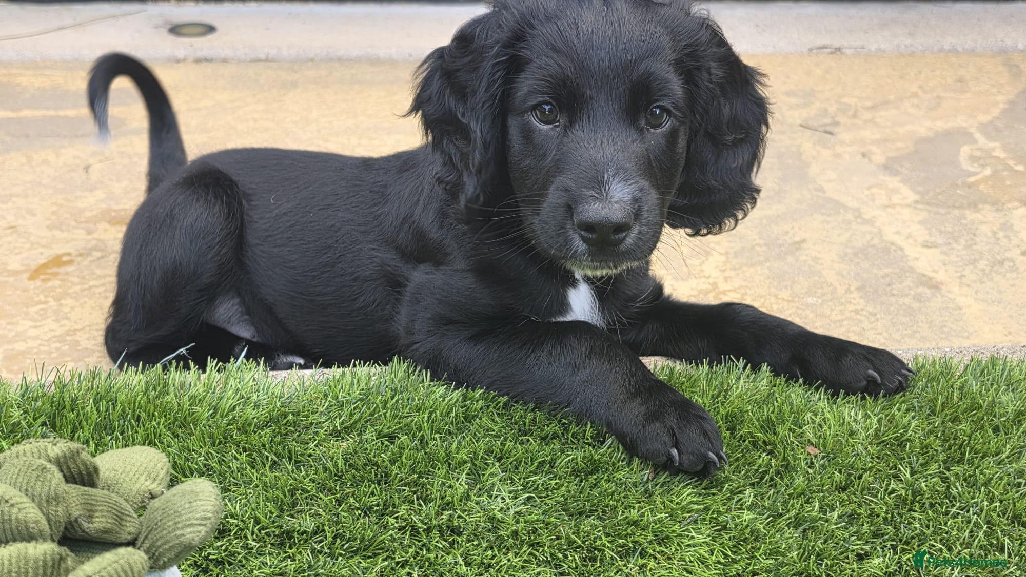 Cockapoo dogs 2 Gorgeous Black Cockapoo Puppies - Family Raised - Advert 2