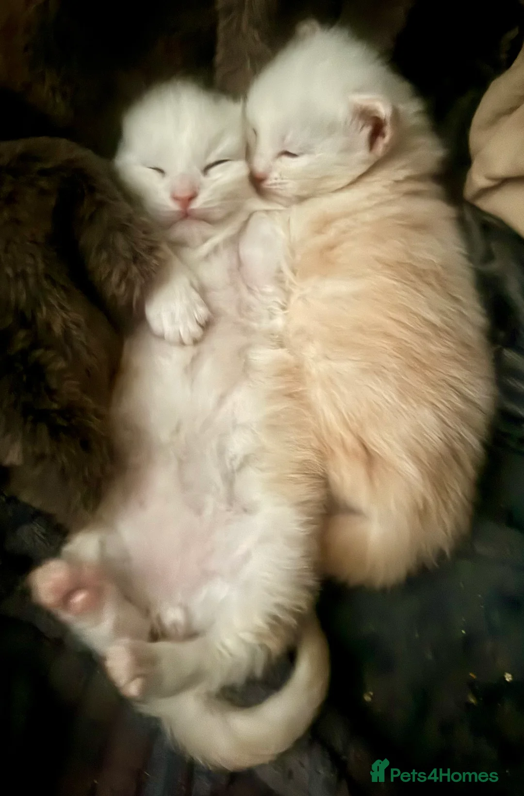 Maine Coon cats for sale: Full pedigree, Shaded Maine Coon boys - Advert 8