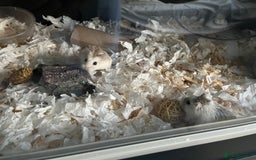 Hamster rodents for sale: dwarf hamster for rehoming - Image 2