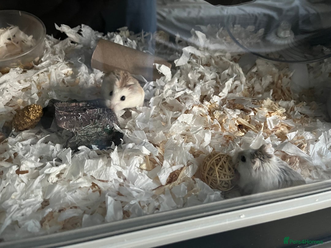 Hamster rodents for sale: dwarf hamster for rehoming - Image 2
