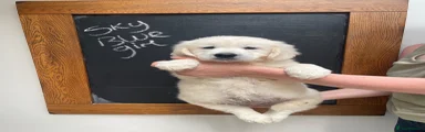 Golden Retriever 4