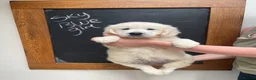 Golden Retriever dogs for sale: Wonderful Golden retriever puppies  - Advert 8