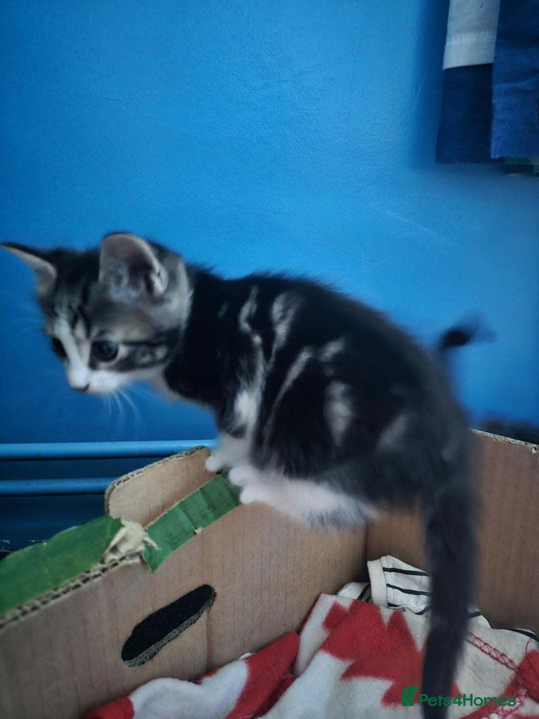 European cats for sale: Cute Kittens Ready for Homes 😍 - Image 4
