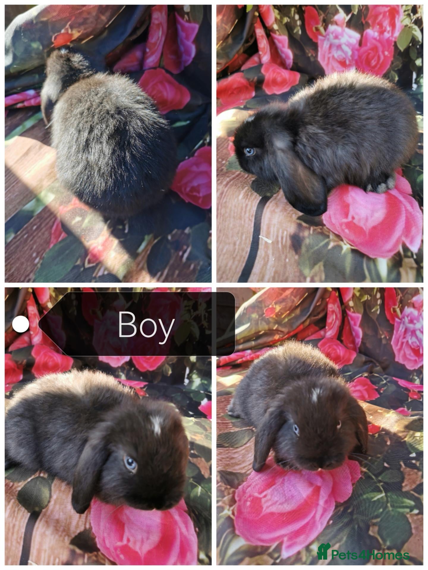Mini Lop rabbits Mini lop baby rabbits  - Advert 1
