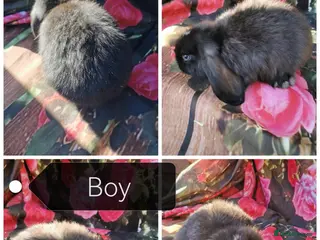 Mini Lop rabbits Mini lop baby rabbits - Advert 1