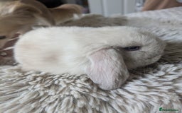 Mini Lop rabbits for sale: Mini Lop Rabbits – 3 Friendly Boys - Image 3