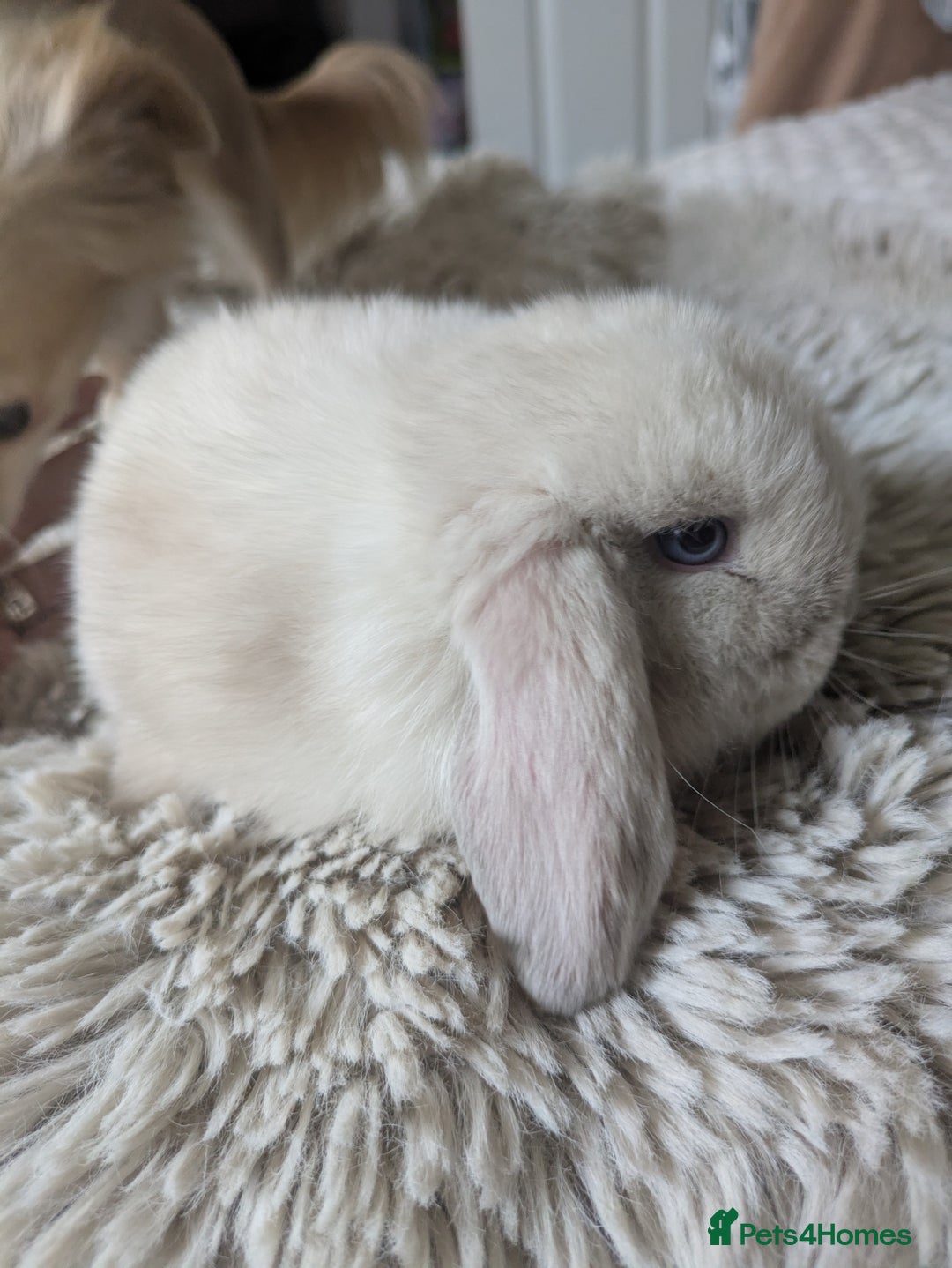 Mini Lop rabbits for sale: Mini Lop Rabbits – 3 Friendly Boys - Image 3