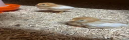Chickens poultry for sale: Hybrid Chicks - Guaranteed Hens  - Advert 2