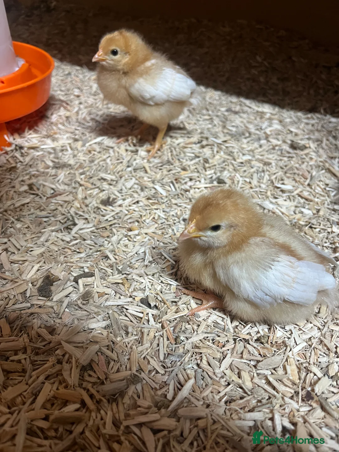 Chickens poultry for sale: Hybrid Chicks - Guaranteed Hens  - Advert 2
