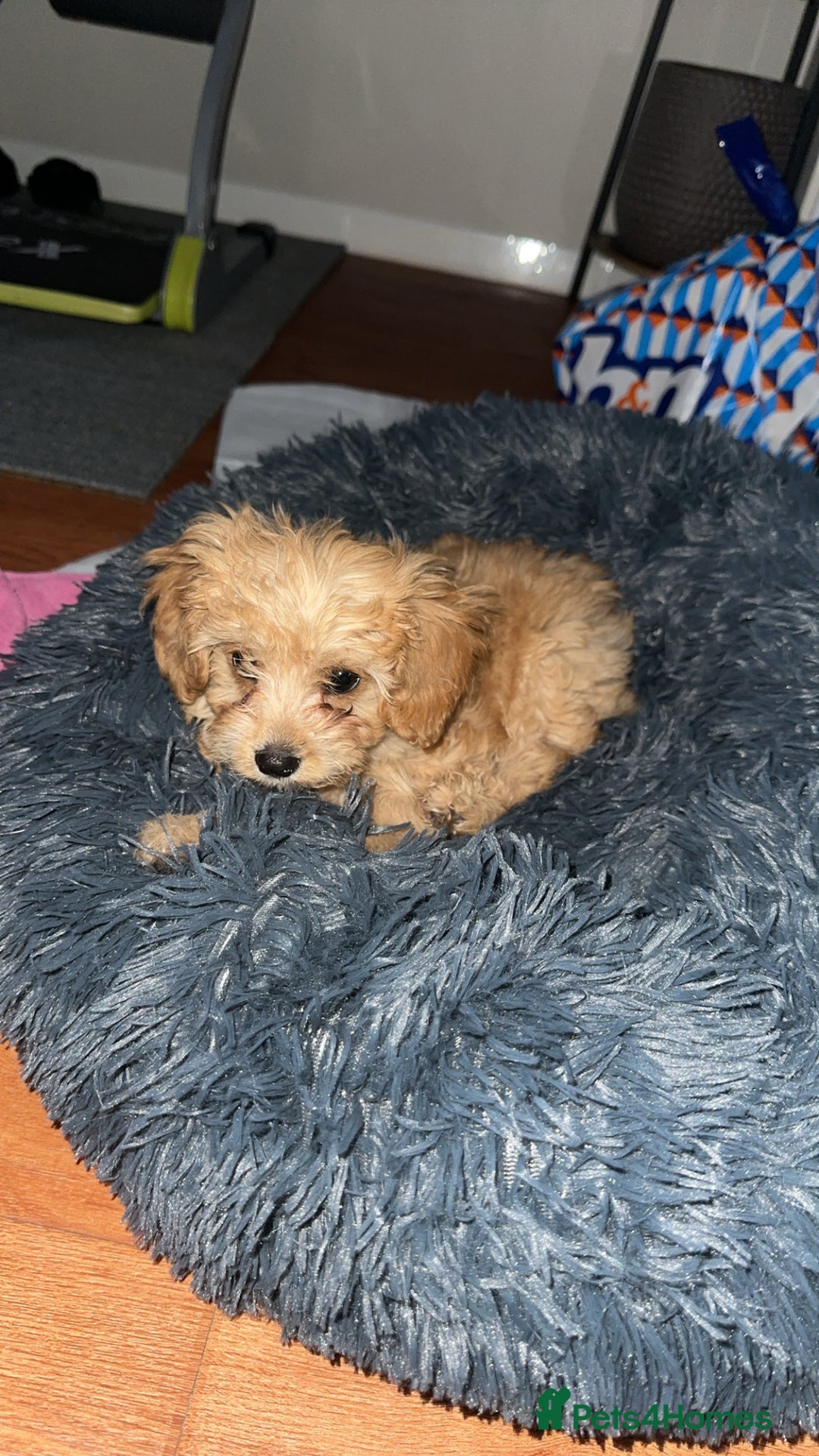 Cavapoo dogs for sale: Ace Puppy - Image 3