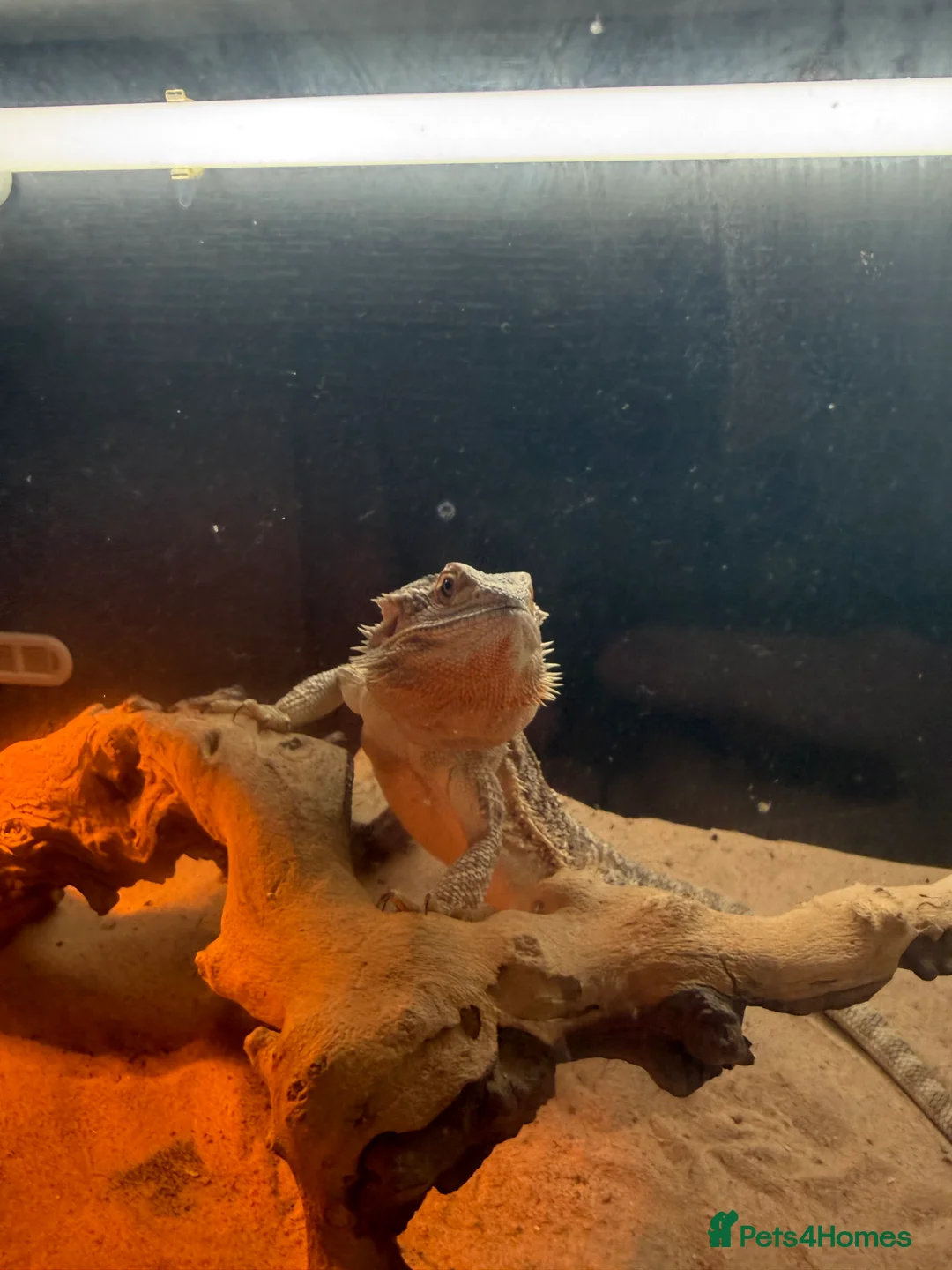 Bearded Dragon reptiles for sale: Bearded dragon and set up  - Advert 3