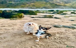 Chihuahua dogs for stud: For Stud only - Image 6
