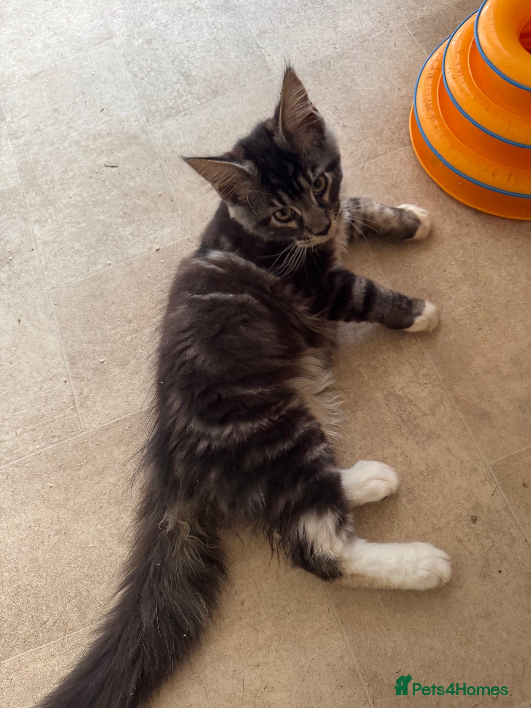 Maine Coon cats for sale: READY NOW BEAUTIFUL PEDIGREE MAINECOON KITTENS  - Image 8