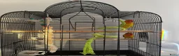 Lovebirds birds for sale: Kiwi & Mango - Bonded Lovebird Pair in South Ockendon - Advert 3