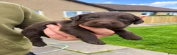 Cockapoo dogs for sale: F1 cockapoo pups in Cumnock - Advert 4