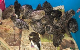 Quail poultry for sale: QUAIL HATCHING EGGS/1ST SEPTEMBER ! - Image 31