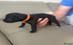 Bedlington Terrier dogs for sale: KC registered Bedlington terrier puppies - Image 14