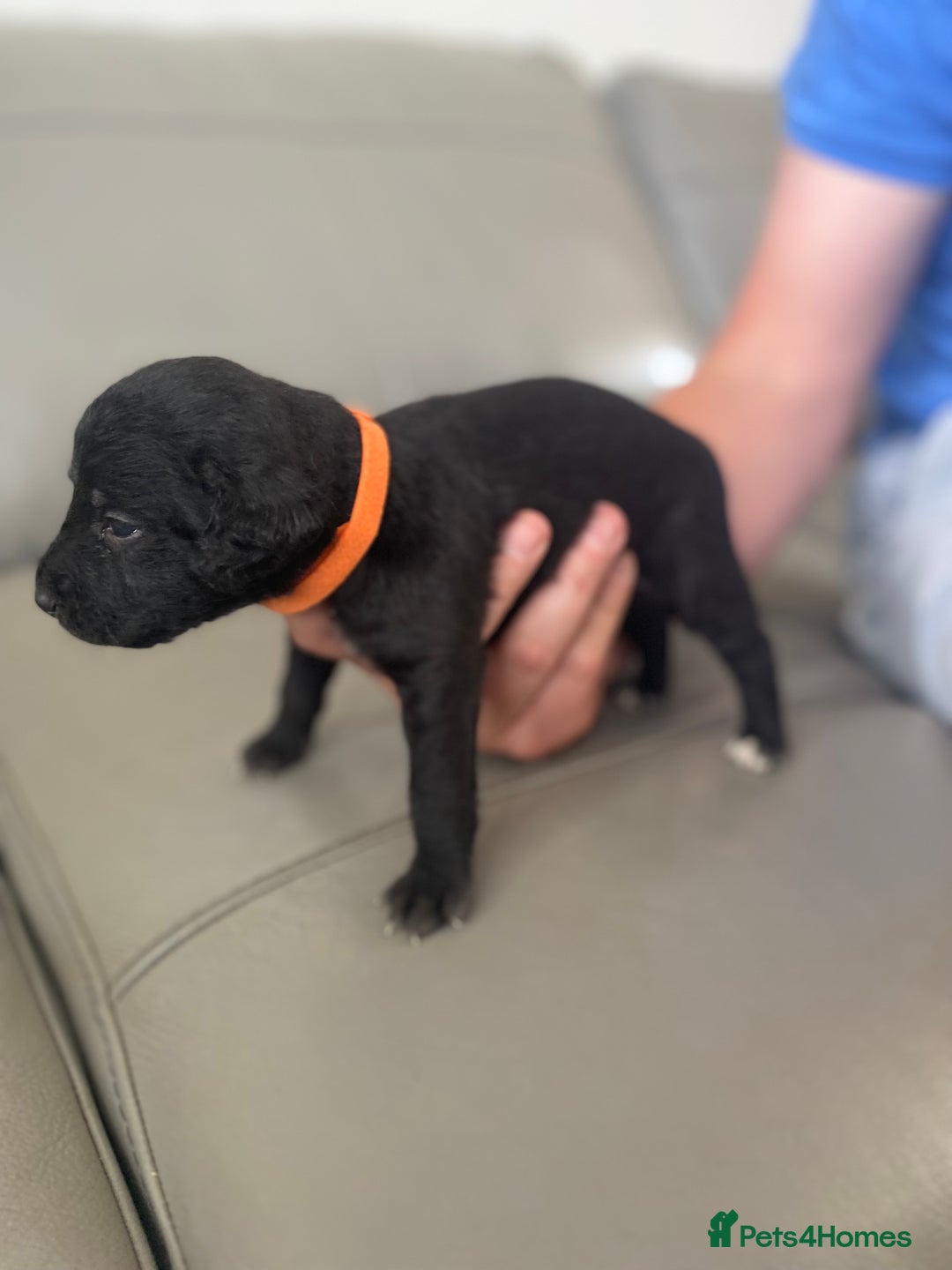 Bedlington Terrier dogs for sale: KC registered Bedlington terrier puppies - Image 14