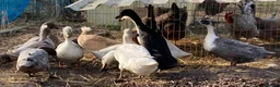 Ducks poultry for sale: Hatching Aylesbury & Pom Pom Runner Duck Eggs - Advert 5