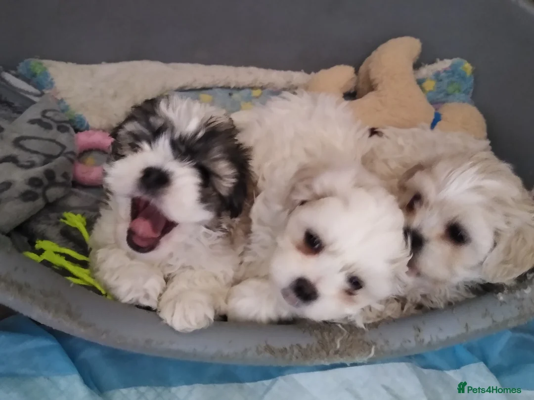 Zuchon dogs for sale: Shi chin/zuchon - Advert 5