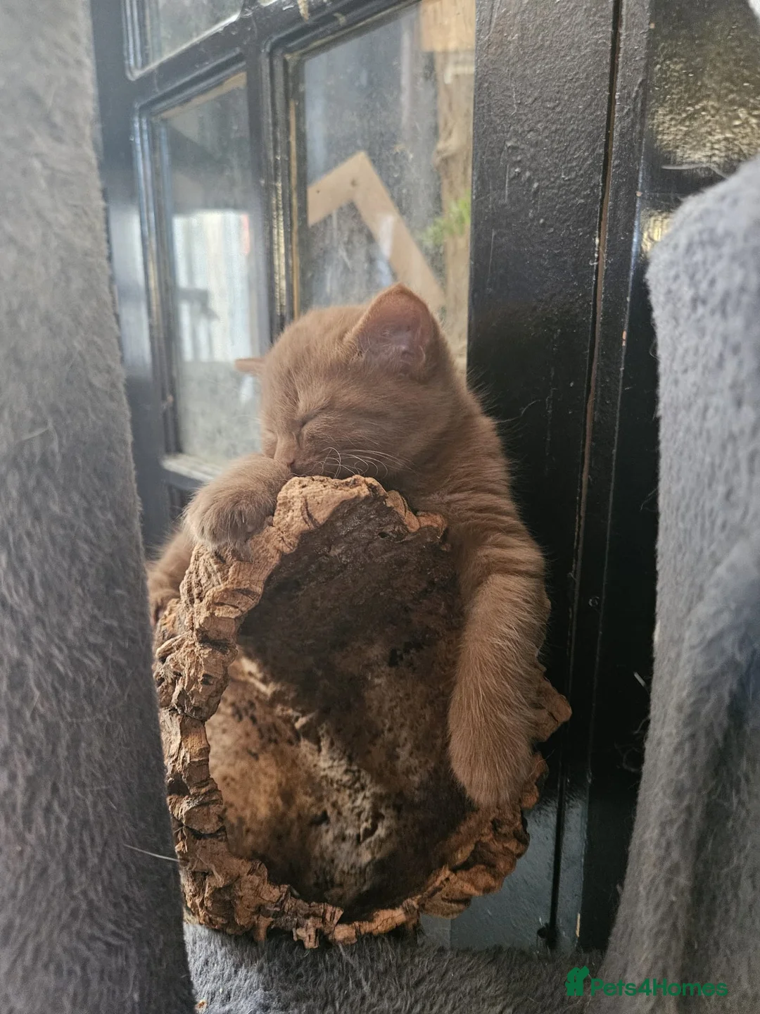 Mixed Breed cats for sale: 3 Handsome Male Kittens  - Advert 1