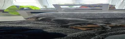 Dachshund dogs for stud: Sausage for stud! - Advert 6