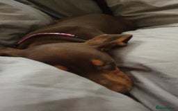 Dachshund dogs for sale:  11 week old Diva female Dachound - Image 3