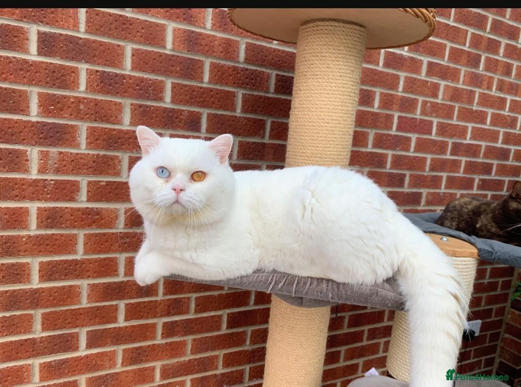 Brazilian Shorthair cats ✈️Special Home Wanted 🏡 - Advert 4