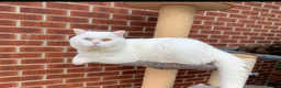 Brazilian Shorthair cats for sale: ✈️Special Home Wanted 🏡 - Advert 1